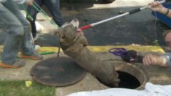 dnt dog rescued after being stuck in drain for four days_00011807.jpg