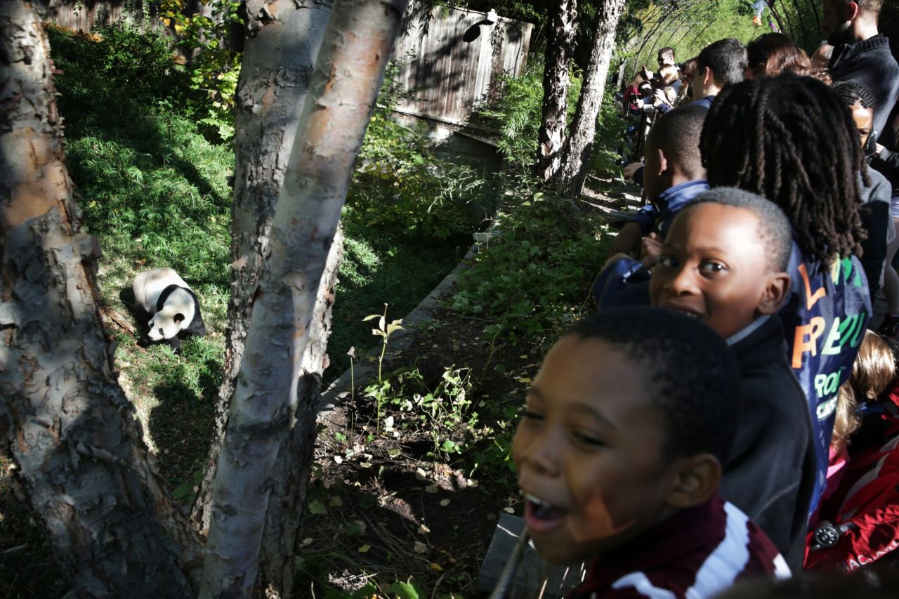 The giant panda Tian Tian keeps schoolchildren entertained at the National Zoo in Washington on Friday, October 18.
