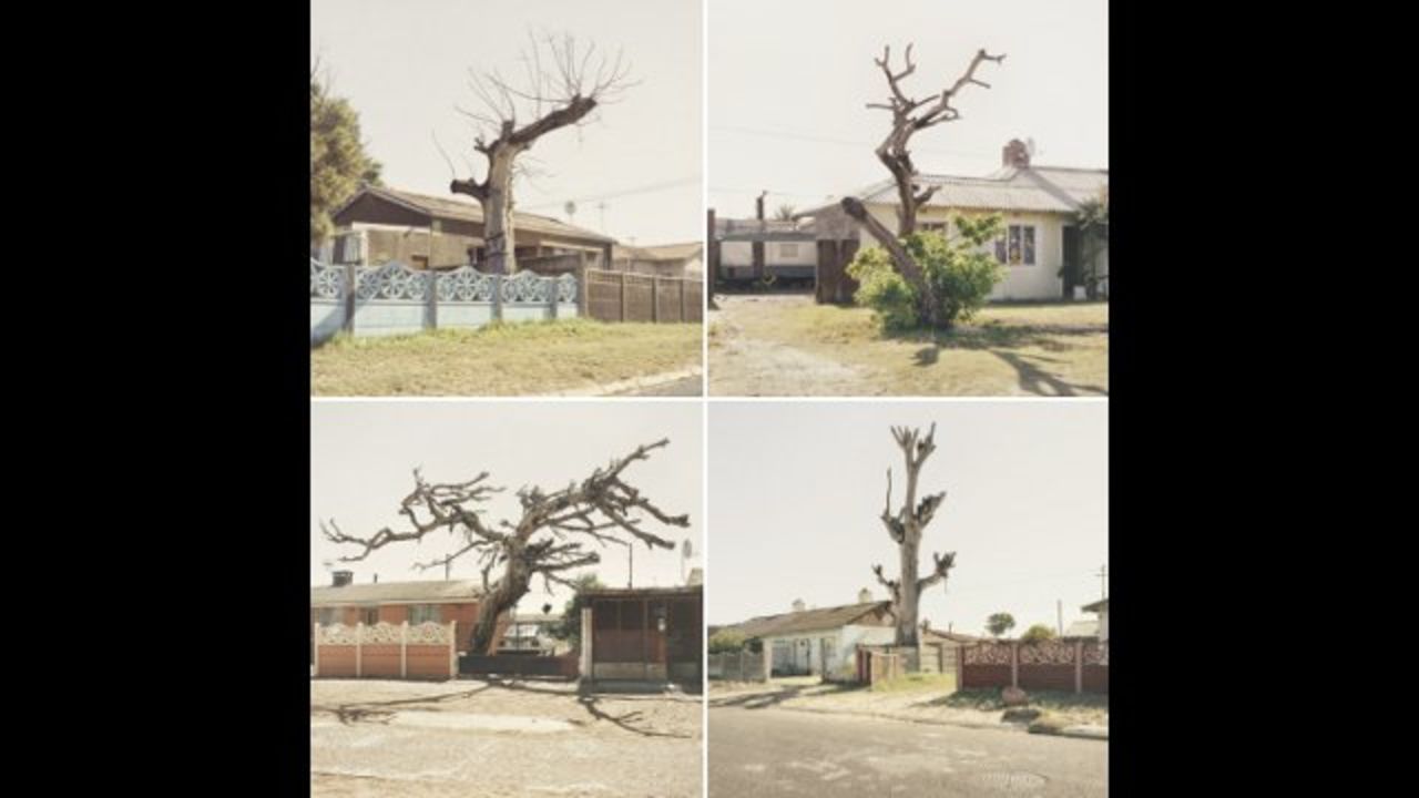 This image by Dillon Marsh is from a series of photographs called "Limbo," which shows trees in the Cape Flats that have died, but not yet fallen. The Cape Flats is a poor area east of central Cape Town, home to a large percentage of the city's population. 
