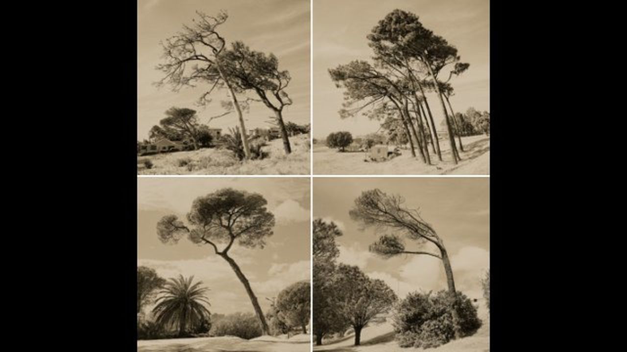 A photograph from the same series, depicting trees that permanently lean in the same direction because of the South Easter wind, which blows through Cape Town during the spring and summer months. 