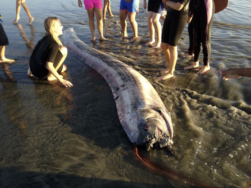 Second Oarfish Washes Ashore In California | CNN