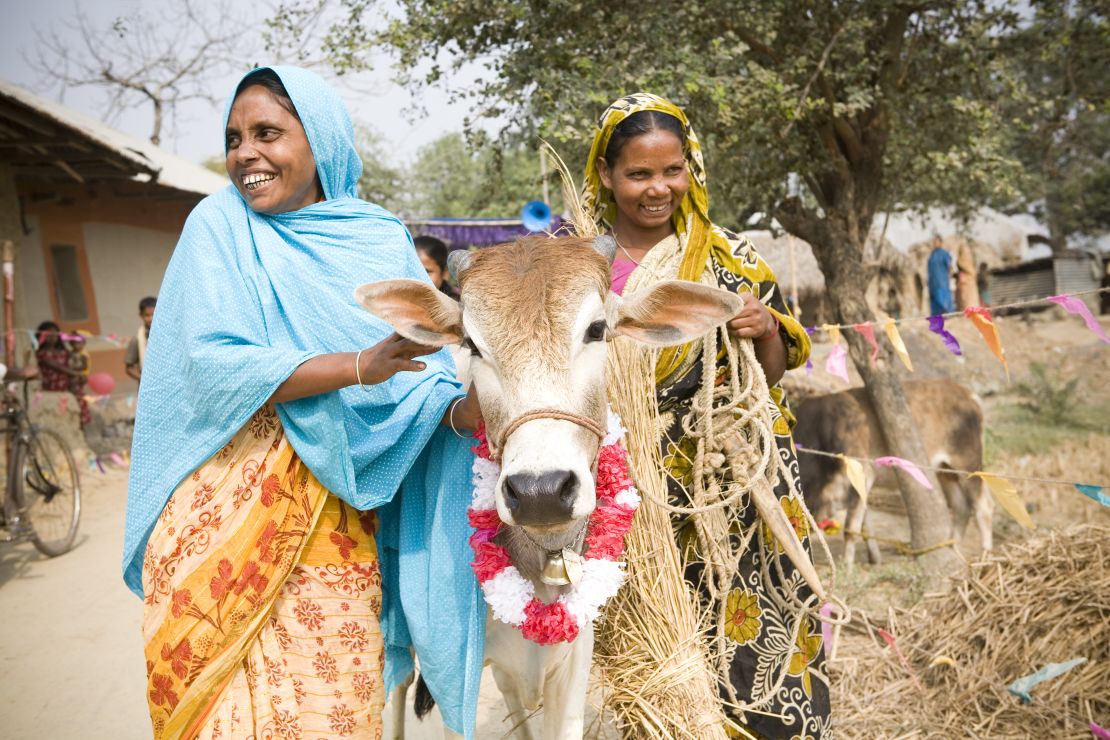 Sabina Begam (left) passes on the gift of a heifer to Malati Hassada in Holdibona, Bhashopada, Bangladesh
