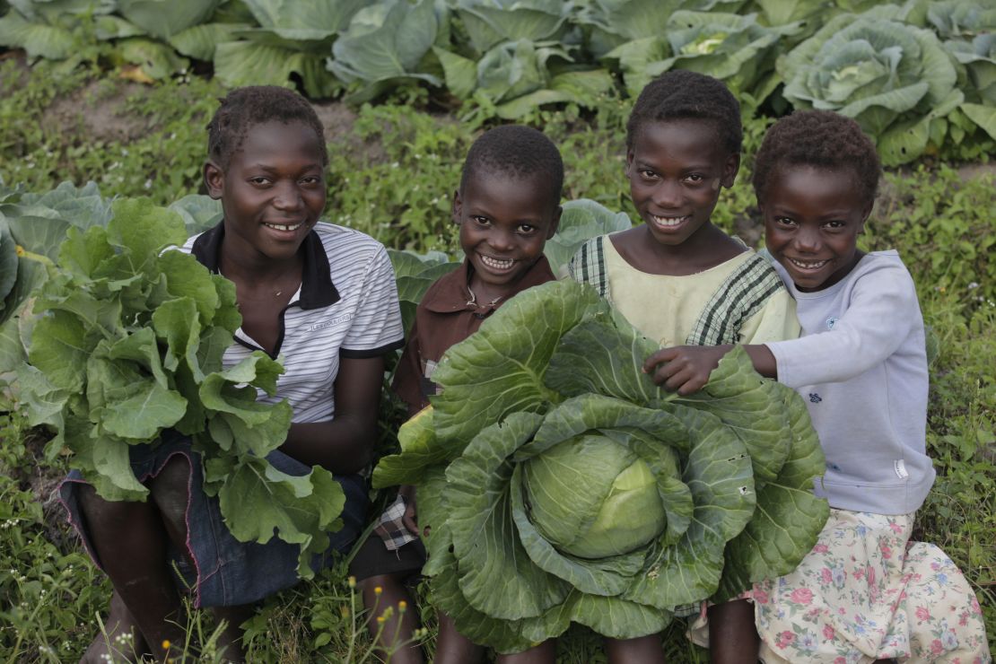 Gladis Yenesha, Frank Lungo, Latisha Yenesha and Edwina Yenesha harvest cabbage in Mutundu North Village, Zambia