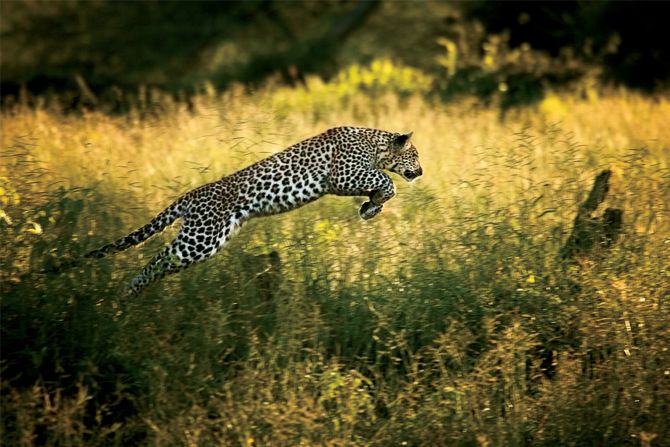 Beverly and Dereck Joubert first encountered this leopard when she was only days old and ended up following her for nearly five years. Here, the eight-month-old cub plays a hunting game with her mother. 