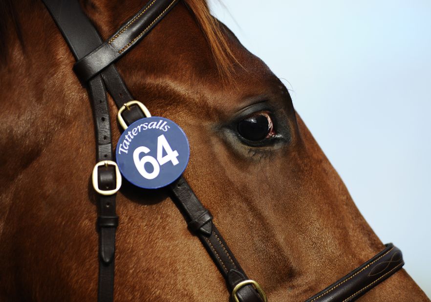 Each horse in question is given a lot number and potential purchasers can view the horse in question to make up their minds over its caliber before joining the bidding process.