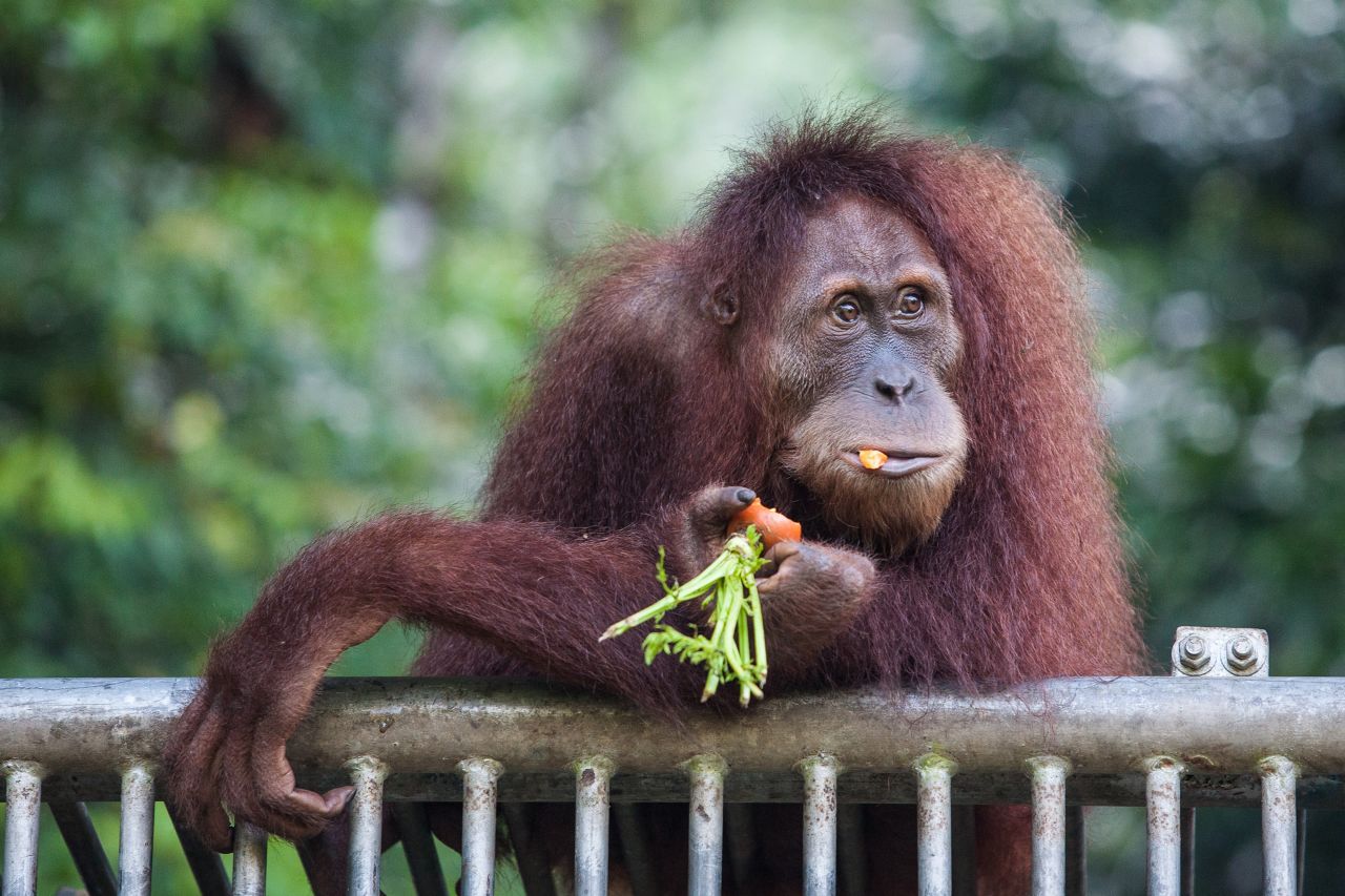 An endangered orangutan gets fed at a conservation center in Indonesia's Aceh province in March. Wild forests that support the orangutan are being chopped down in Southeast Asia to grow rows of trees that ultimately produce palm oil, which is used in candy and other packaged foods.