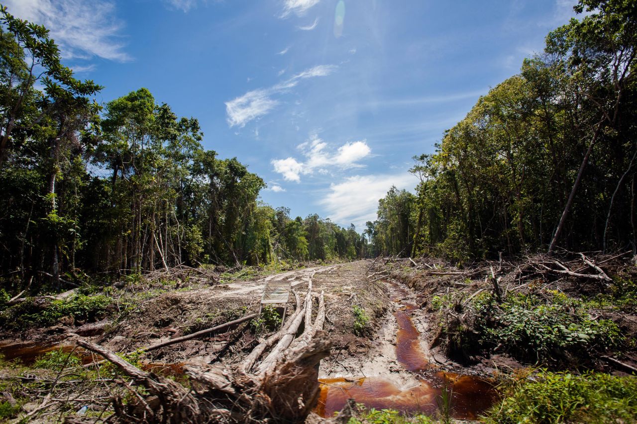 An access road is constructed in a peatland forest that's being cleared for a palm oil plantation in Indonesia's Aceh province in September. 