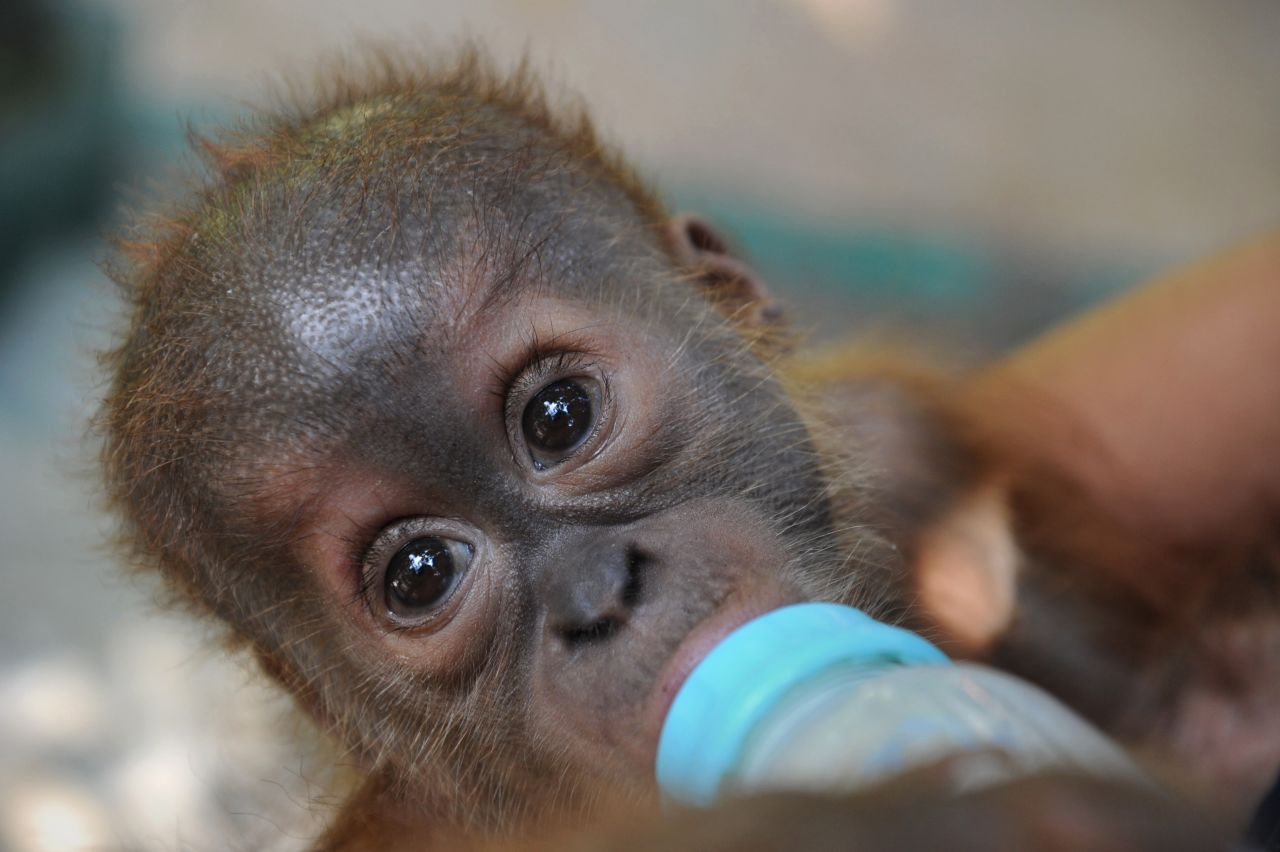 Veterinarians bottle-feed a rescued baby male Sumatran orangutan on Indonesia's Sumatra in April. 