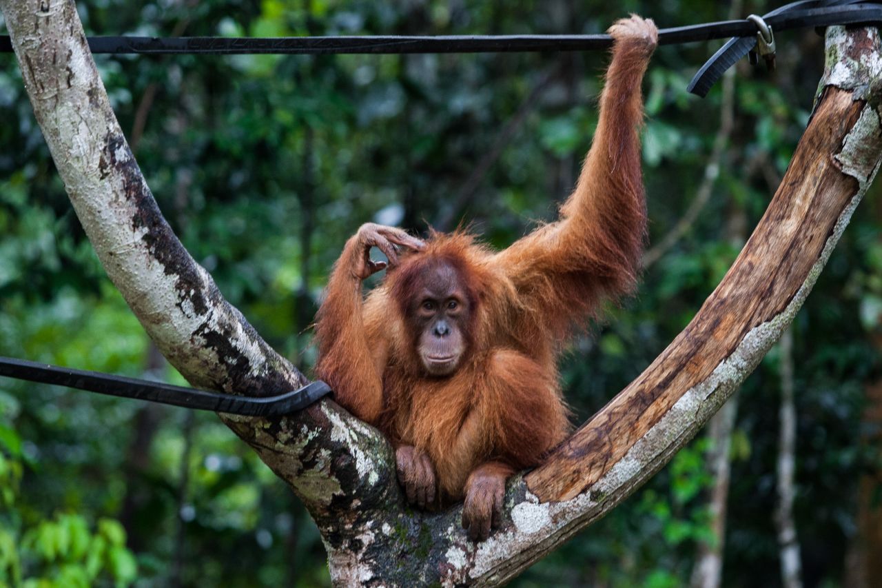 An endangered orangutan rests in a tree at a conservation center in Indonesia's Aceh province in March.