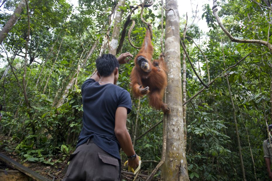 A forest ranger feeds an endangered Sumatran orangutan and baby in a forest in Gunung Leuser National Park in Indonesia's North Sumatra in April.