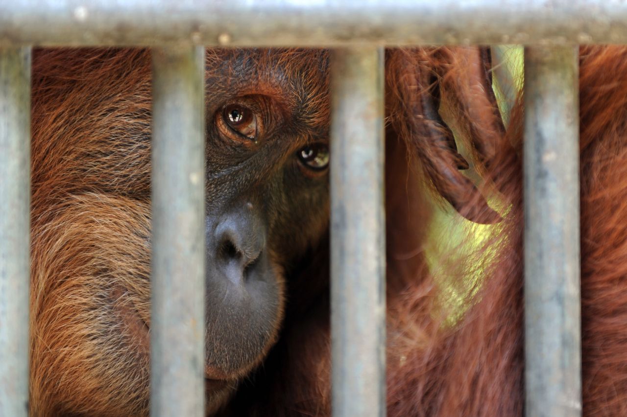 A rescued Sumatran orangutan with a suspected tuberculosis infection is confined at a quarantine center in Sumatra in April. 