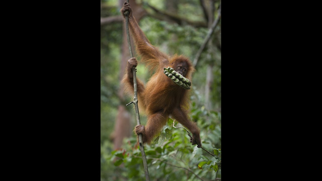 An endangered Sumatran orangutan clings on a vine in a forest of Gunung Leuser National Park in Indonesia's North Sumatra in April. 