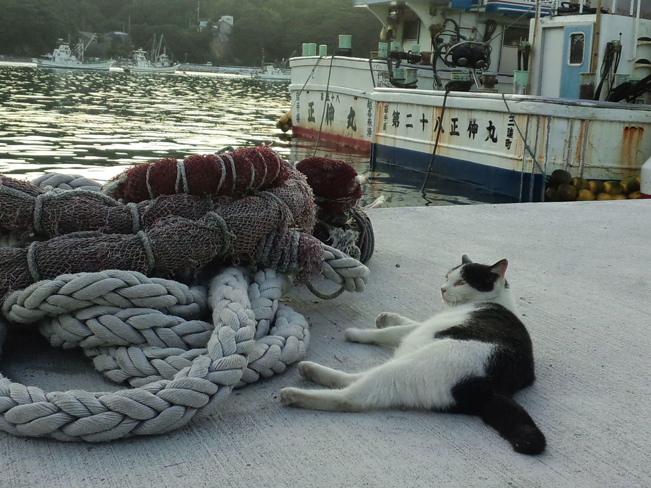 Este gato sabe de qué lado es mezclada su sardina. Los pescadores locales proporcionan ofertas a los felinos en la 'Isla Gato' de Japón.