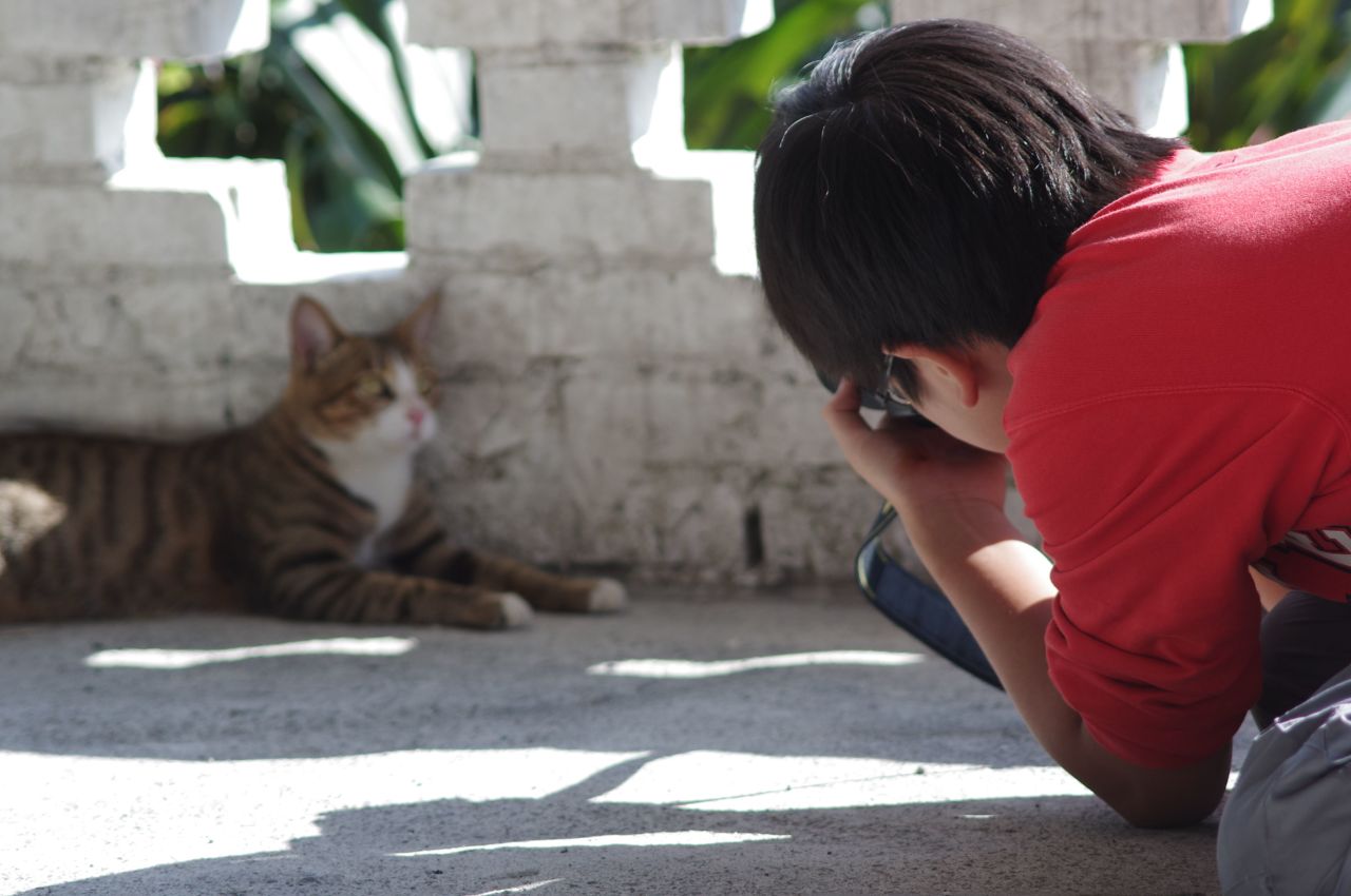 La localidad ribereña de Houtong, Taiwán, se convirtió en celebridad felina por accidente.