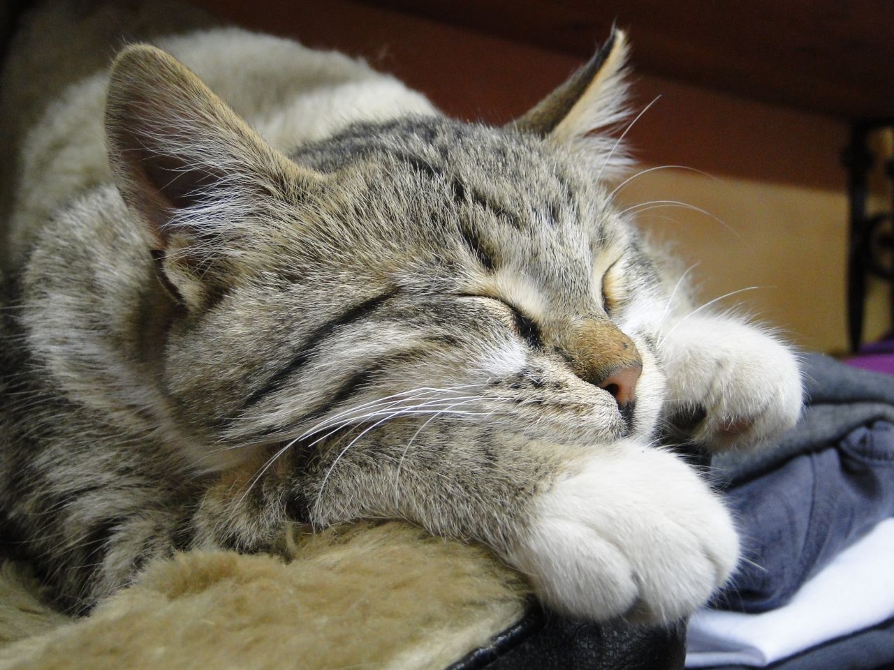 Por su actitud, sospechamos que este gato de Kalkan no ha sido esterilizado.