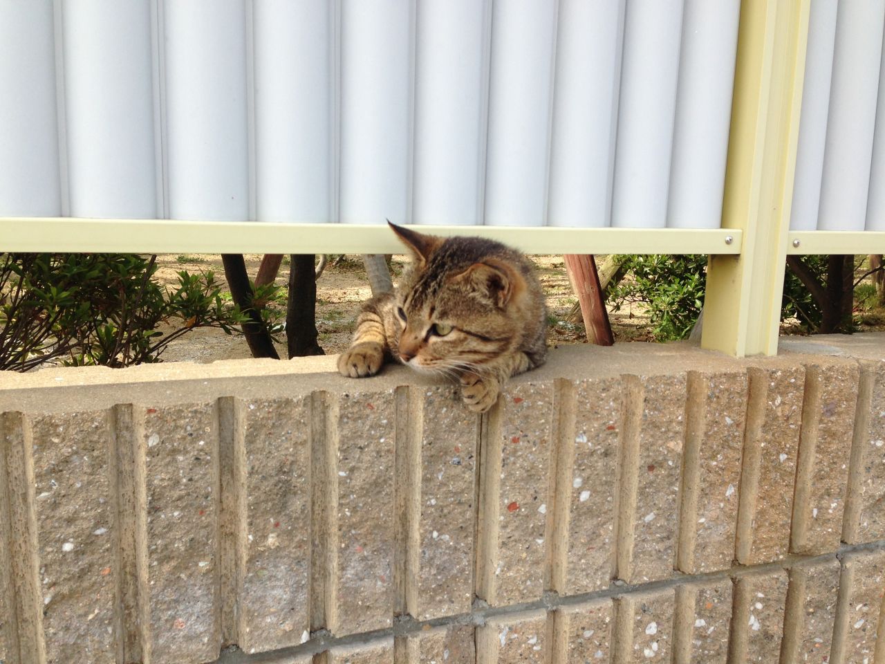 Una mina de carbón tenía la intención de ser la principal atracción de Houtong. El atractivo real es una colonia de más o menos 120 gatos.