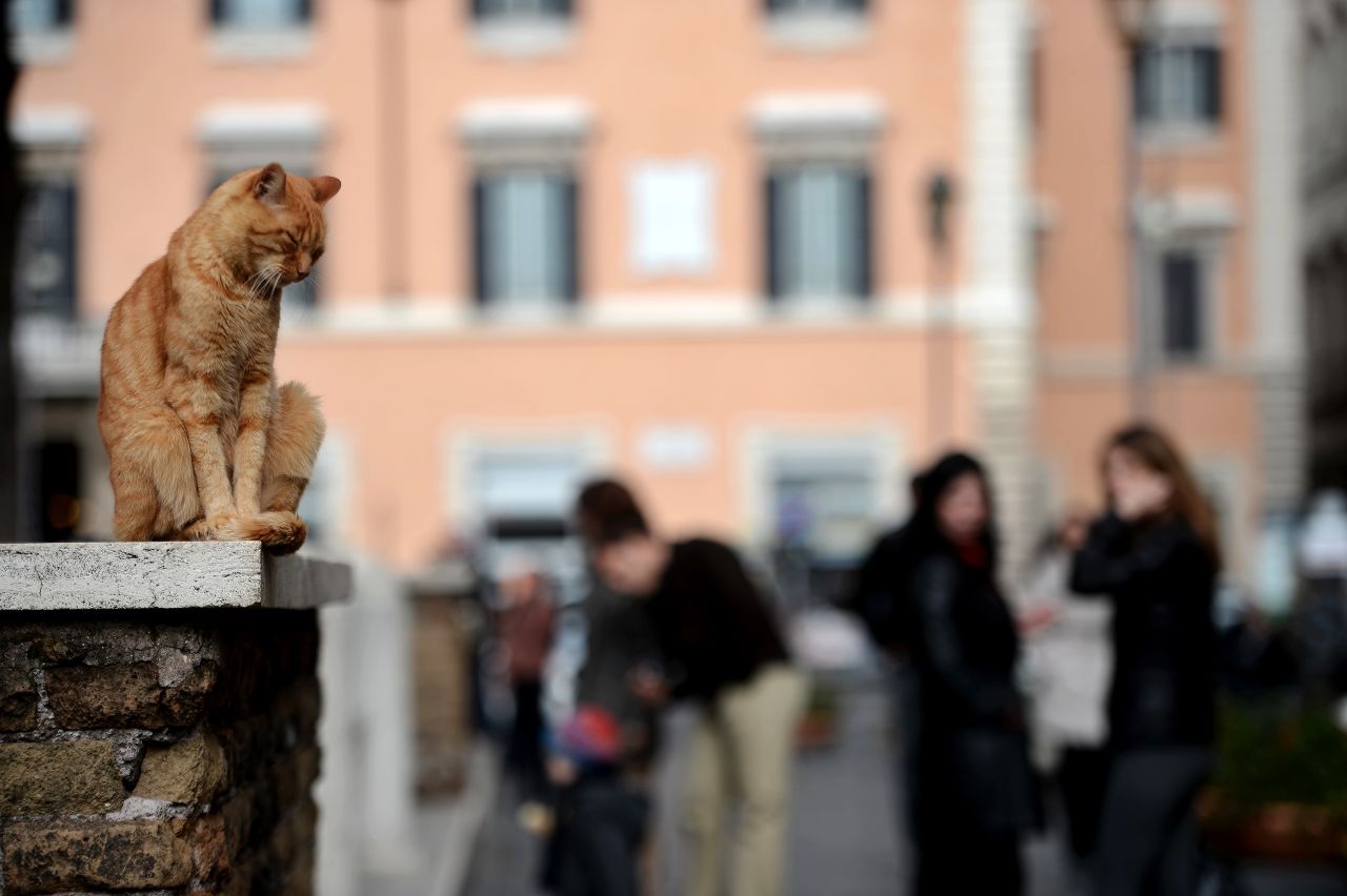 La capital italiana tiene un sinnúmero de lugares históricos emocionantes, pero también los hay la gente realmente interesada en los gatos.