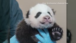 exp erin sot national zoo panda get first first vaccination _00002001.jpg