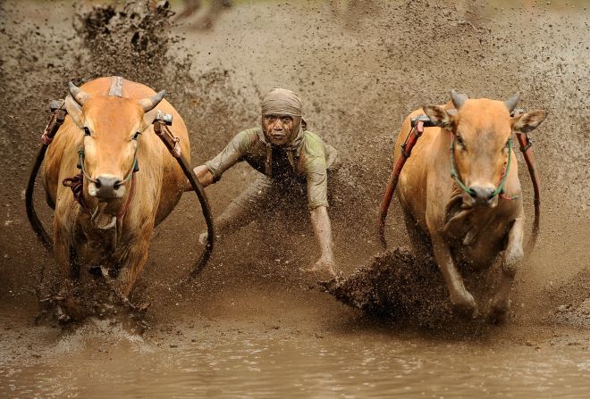 At the end of the rice harvest, farmers in the West Sumatra race their cows while surfing behind on a wooden plank. The sport -- called Pacu Jawi -- is meant to demonstrate the strength of the herd before they're sold at auction.