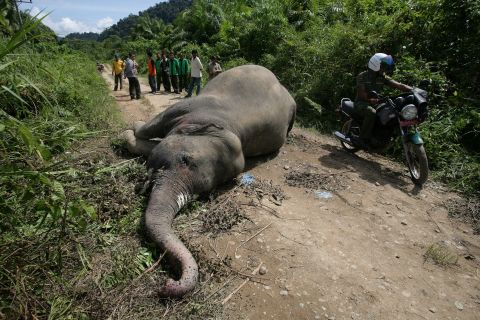 Indonesian wildlife officials and villagers view the body of a rare Sumatran elephant. The destruction of the elephants' habitat has resulted in the them increasingly invading local villages, at times trampling locals to death and destroying homes and crops.