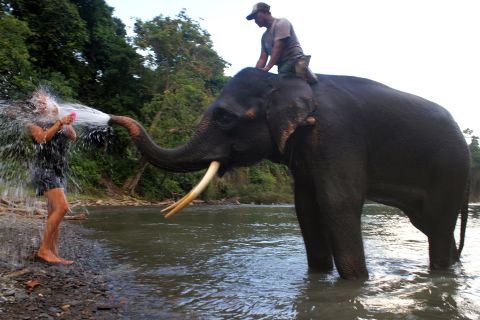 A Sumatran elephant splashes water on a tourist as elephants are bathed in Tangkahan river on Indonesia's Sumatra island. As well as being a tourist attraction, the endangered elephants are regularly used by forest rangers to patrol the forest of the national park.