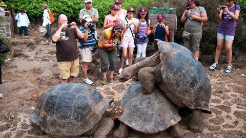 Charles Darwin honed his theory of natural selection and evolution by studying animals on the Galapagos Islands.