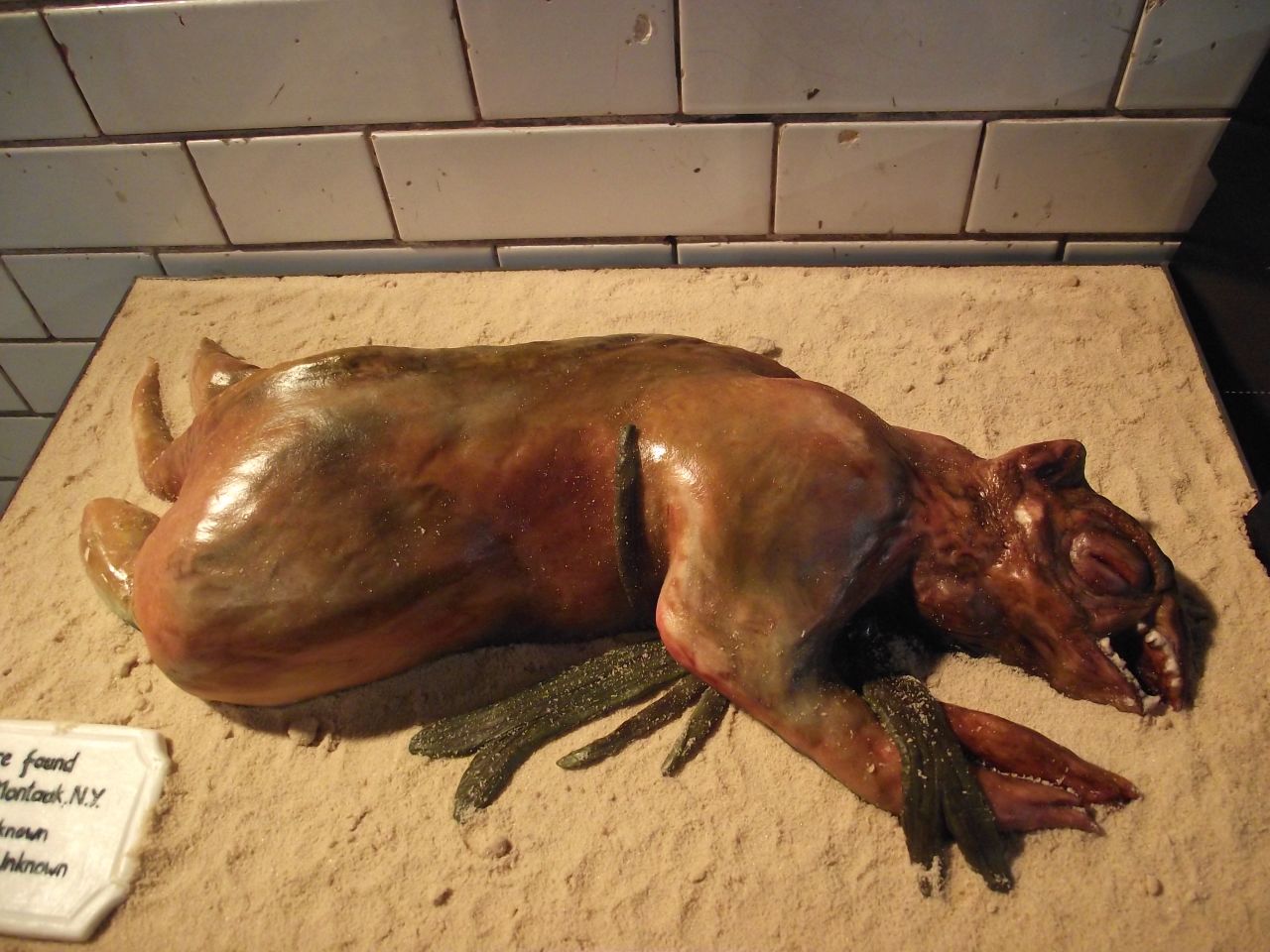 Una criatura misteriosa encontrada en la costa en Montauk, Nueva York, Estados Unidos ¡también hecha de un delicioso pastel!