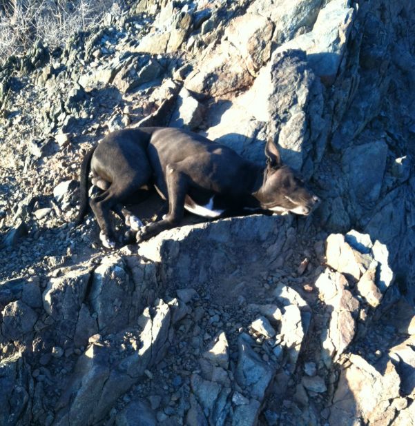Andi Davis carried an injured pit bull half a mile after finding him abandoned on a hiking trail