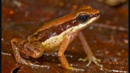 Believed to be highly endangered, this amphibian found in Guyana marked the third Allobates species found there.