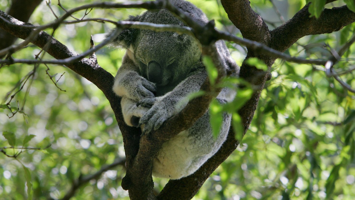 Koala  San Diego Zoo Animals & Plants