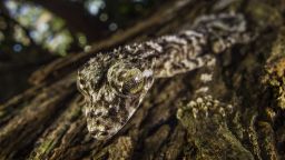 A James Cook University-National Geographic expedition to Cape York Peninsula in north-east Australia has found three vertebrate species new to science and isolated for millions of years—this leaf-tail gecko, a golden-coloured skink and a boulder-dwelling frog.