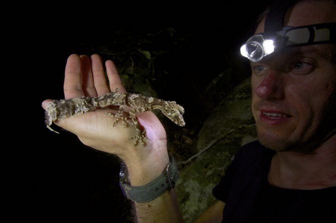 Conrad Hoskin, from James Cook University, holds the gecko shortly after finding it. Hoskin teamed up on the expedition with Tim Laman, a National Geographic photographer and Harvard University researcher. "The second I saw the gecko I knew it was a new species. Everything about it was obviously distinct," Hoskin said.