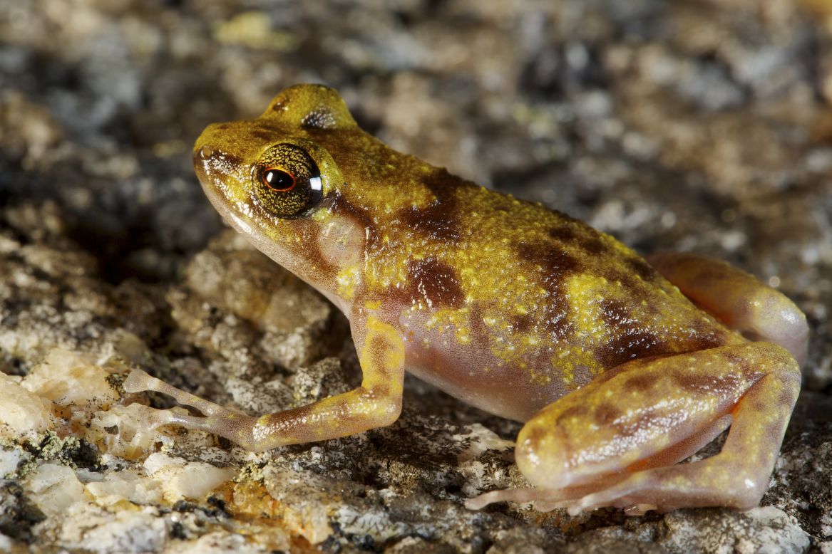 "This frog lives most of its life deep in the boulder fields where it is dark, cool and moist, and only comes to the surface when it rains." Hoskin said.
