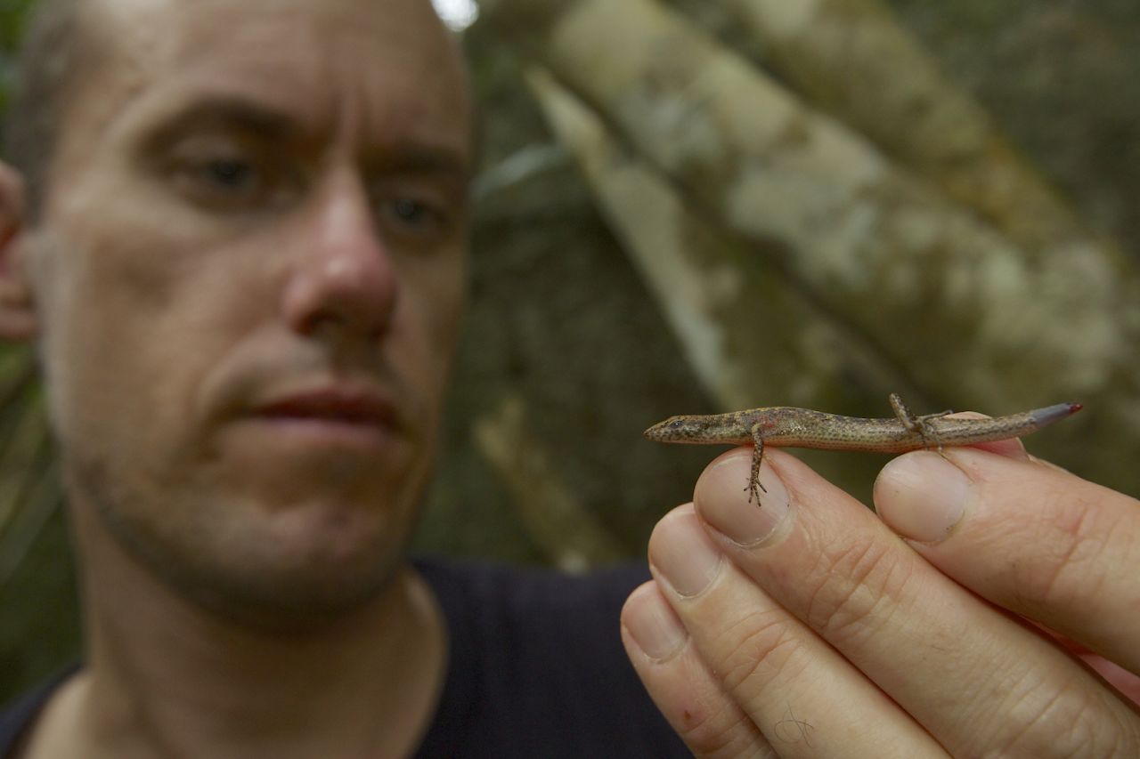 Hoskin holds a new species of shade skink. The golden-colored lizard lives in the moist rocky rainforest on the plateau.