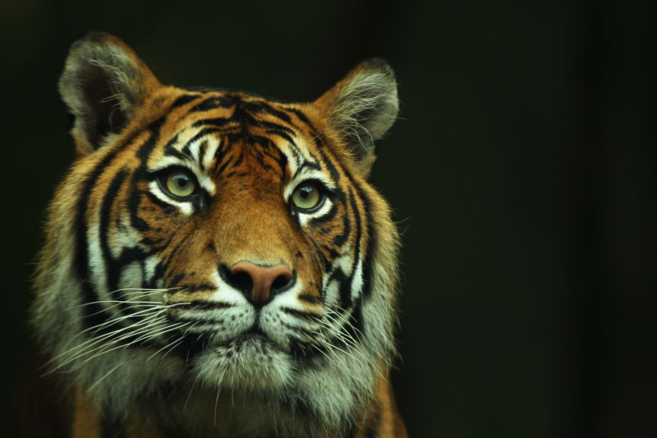 As recently as 1978 more than 1,000 Sumatran tigers lived on Sumatra. Now, thanks to high deforestation and poaching, their numbers have dwindled to around 400.
