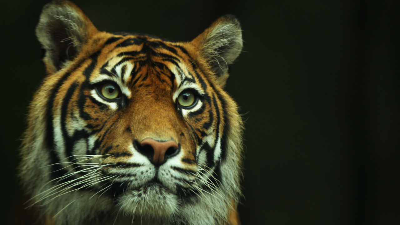 The Sumatran tiger is critically endangered