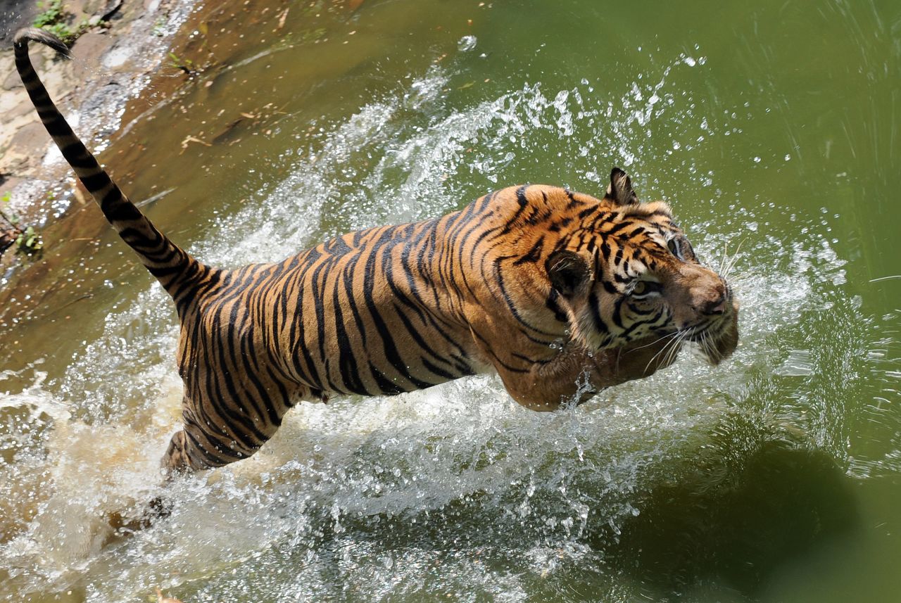 A rare 12-year-old Sumatran tiger named 'Trenggani' jumps into the water within its enclosure at Ragunan Zoo in Jakarta, Indonesia. Many Sumatran tigers now live in captivity.
