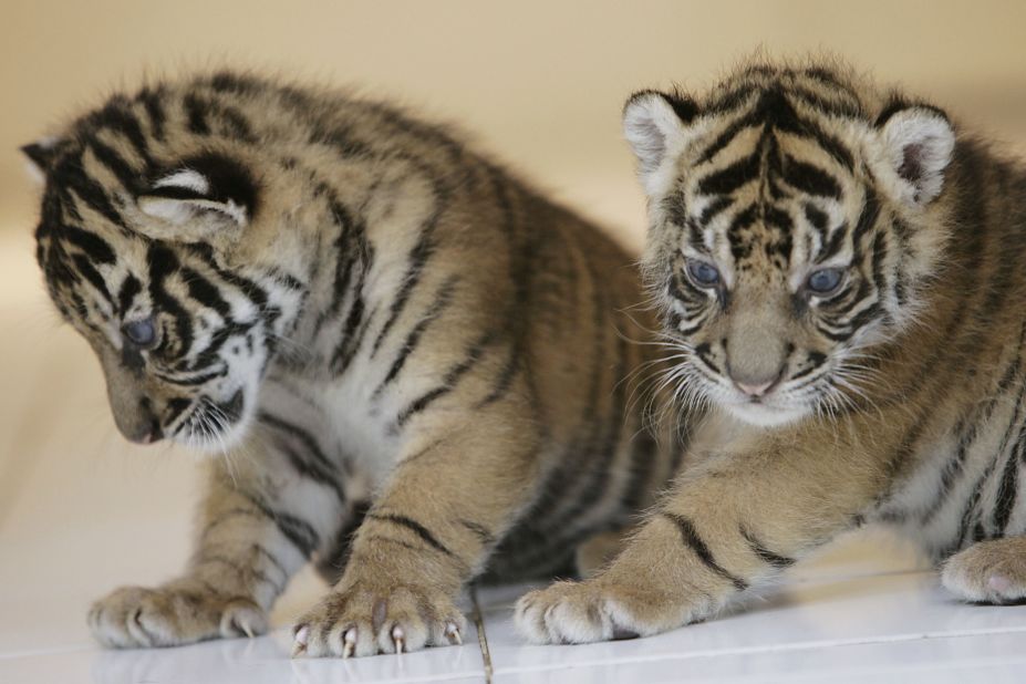 Two 26-day-old endangered Sumatran Tiger cubs play together at the 'Taman Safari Indonesia' Animal Hospital, West Java, Indonesia. 