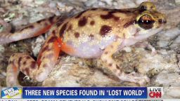 nr new gecko frog discovered in australia_00002720.jpg