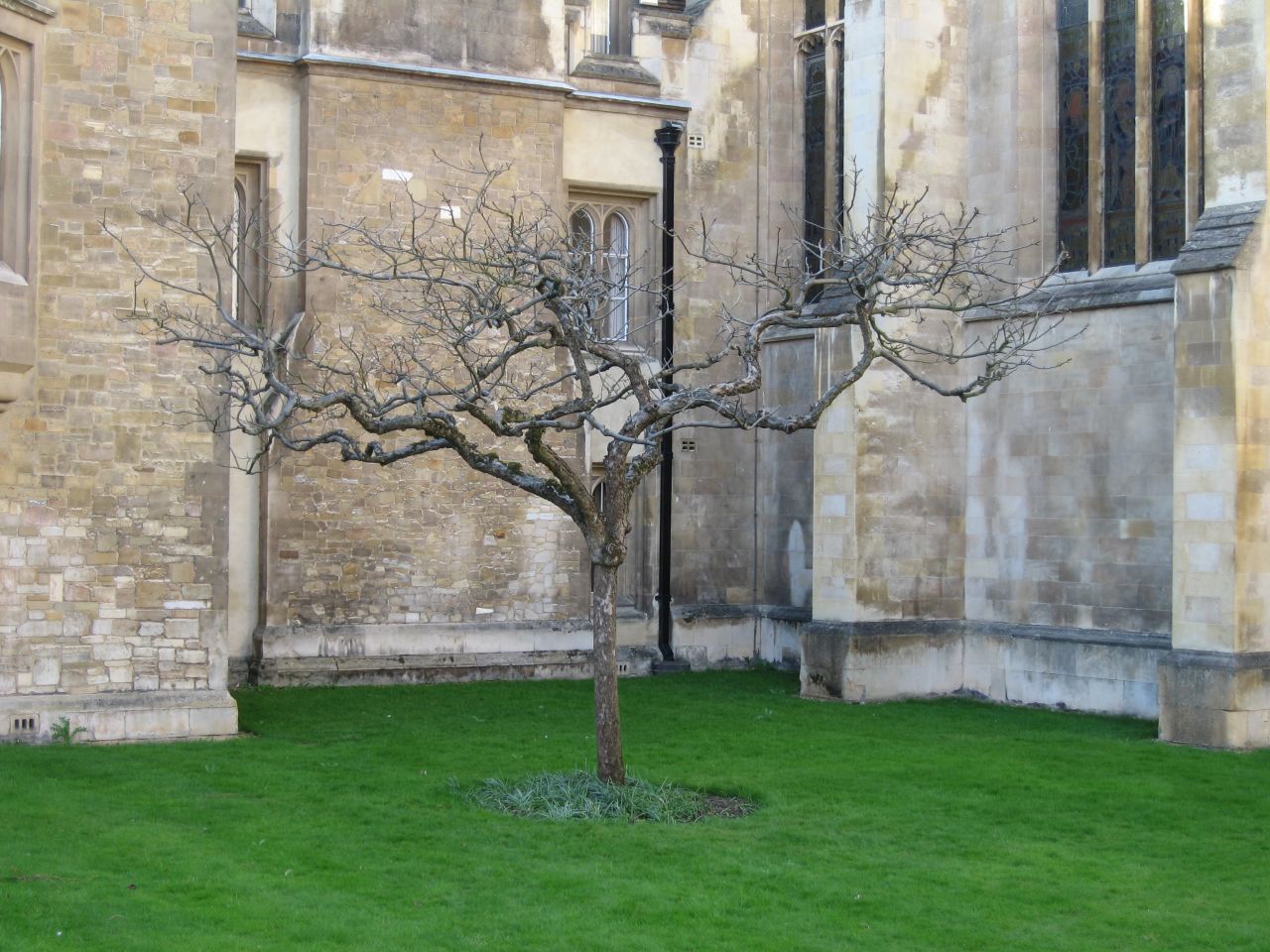 Could this really be the tree under which Sir Isaac Newton sat and conceived the universal theory of gravity as an apple conked him on the head? Well, we're pretty sure it isn't, considering the story itself is widely considered to be apocryphal. But, according to the Isaac Newton Institute for Mathematical Sciences at the University of Cambridge, where Newton was a fellow, <a href="http://www.newton.ac.uk/art/tree.html" target="_blank" target="_blank">it was taken as a cutting from the alleged tree</a> at Newton's birthplace in Woolsthorpe Manor, UK. Other alleged cuttings have been replanted as far as Nebraska, Vancouver, and Tokyo.