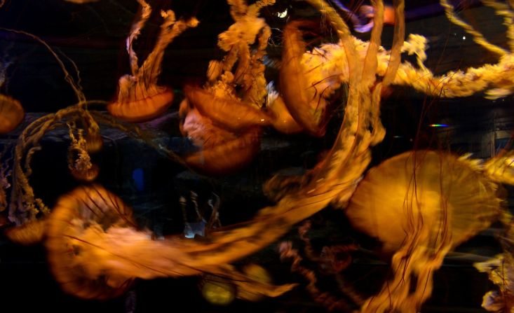 Aunque la mayoría de nosotros trata de evitar a las medusas en el mar, pocos discuten lo bien que se ven en un tanque bien iluminado. Estas ortigas de mar del Pacífico están en exhibición en el Acuario Shark Reef en el Mandalay Bay Resort and Casino, en Las Vegas.