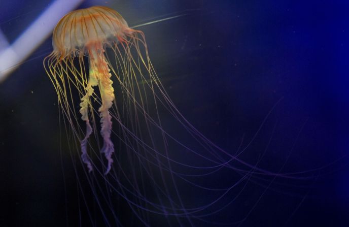 Esta ortiga del mar del norte es parte de la exhibición de medusas añadida al acuario SeaLife en Timmendorfer, Alemania, anteriormente este año. Las ortigas de mar del norte, o chrysaora melanaster, normalmente se encuentran en las aguas del Pacífico Norte.