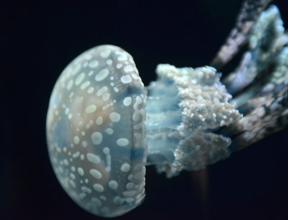 Una medusa de papua -o moteada- nada en un tanque en el Acuario Sunshine en Tokio. Según National Geographic, su veneno es leve y no representa amenaza a los seres humanos.