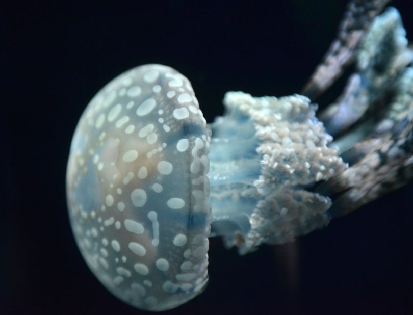 A Papuan -- or spotted -- jellyfish swims in a tank at the Sunshine Aquarium in Tokyo. According to <a href="http://education.nationalgeographic.com/education/media/white-spotted-jellies/?ar_a=1" target="_blank" target="_blank">National Geographic</a>, their venom is mild and doesn't pose a threat to human beings. 