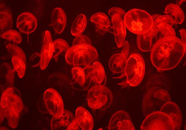 Estas medusas luna están iluminadas por luces de colores en el Acuario de Pekín, el más grande en China. También las llaman medusas "comunes". Se encuentran en todos los océanos del mundo, por lo que son una opción popular para los acuarios.