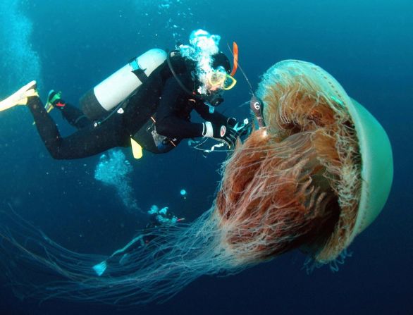 Un buzo sujeta un sensor a una gran medusa de Nomura por la costa de Komatsu en la provincia de Ishikawa, al norte de Japón. Grandes bancos de estas medusas gigantes, cuyos cuerpos van de uno a 1,5 metros de diámetro, se dirigen a las aguas japonesas en el otoño, y dañan las pesquerías de la costa.