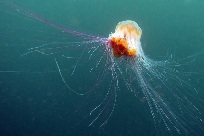 Una medusa melena de león nada cerca de las Islas Farne de Inglaterra. Esta especie es la mayor de todas las medusas, y también una de las más peligrosas, según dicen los científicos. Las medusas melena de león tienen gruesas masas de tentáculos colgando cubiertos de células hirientes llamadas nematocisto.