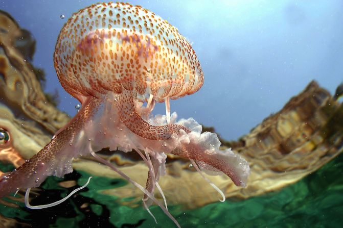 Impulsadas por la pesca en exceso y el cambio climático, la dramática proliferación de medusas en los océanos alrededor del mundo es una señal de que los ecosistemas están fuera de balance, advierten los expertos. Un gran número de medusas luminiscente venenosa (en la imagen), o Pelagia noctiluca, fue encontrado en la costa de Cataluña y Valencia en el verano de 2013.