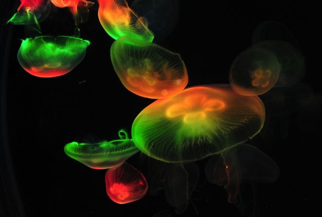 Estas medusas psicodélicas son parte de una exhibición en el Acuario Bloo Zoo, en Pekín. "Las medusas se encuentran en todas las aguas marinas, de polo a polo y en todas las profundidades", dice la Dra. Lisa-Ann Gershwin, autora de "Stung! On Jellyfish Blooms and the Future of the Ocean". Variedades letales se encuentran a una latitud desde 40 grados norte a 40 grados sur.