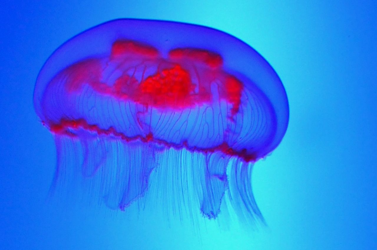"Quite simply, most of us just don't like the thought of being stung by something slimy," says Dr. Gershwin. "There's the slime. There's the pain. So, more and more, places around the world that are suffering from jellyfish problems are developing prediction systems so that tourists can know when it is safe to swim." 